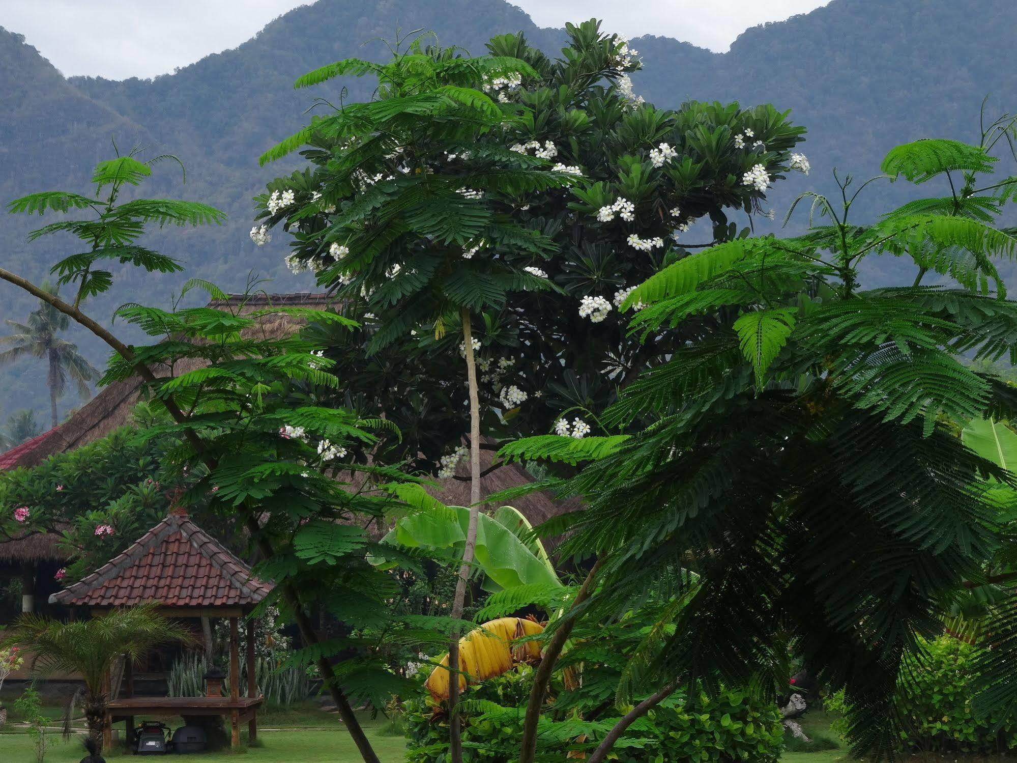 Sunia Loka Bungalows & Dive Center Pemuteran Exteriör bild